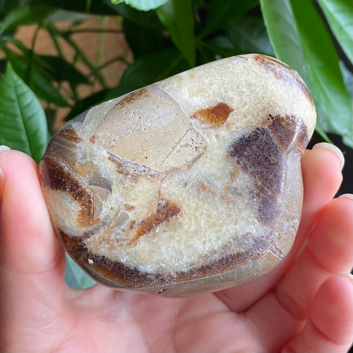 Septarian Freeform | 10.5 oz | 3.1" | Dragon Stone | Septarian Crystal | Palm Stone | SP1