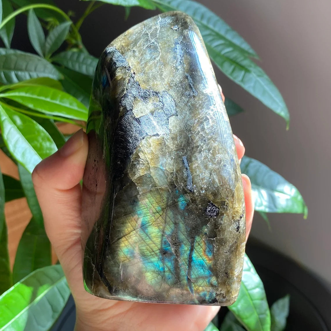 Labradorite Freeform | 5.21 in | 2lb 2.9 oz | High Flash
