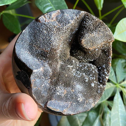 Septarian Geode Egg w/ Druzy | 1 lb 8.6 oz | 3.6" | Dragon Stone | Septarian Dragon Egg | Crystal Geode