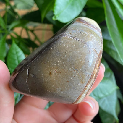 Septarian Freeform | 10.5 oz | 3.1" | Dragon Stone | Septarian Crystal | Palm Stone | SP1