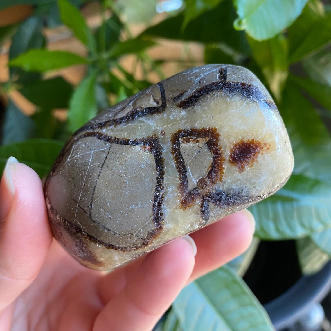 Septarian Freeform | 10.8 oz | 3" | Dragon Stone | Septarian Crystal | Palm Stone | SP5