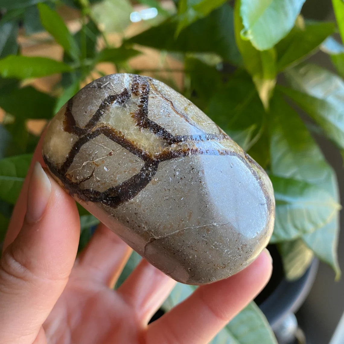 Septarian Freeform | 10.8 oz | 3" | Dragon Stone | Septarian Crystal | Palm Stone | SP5