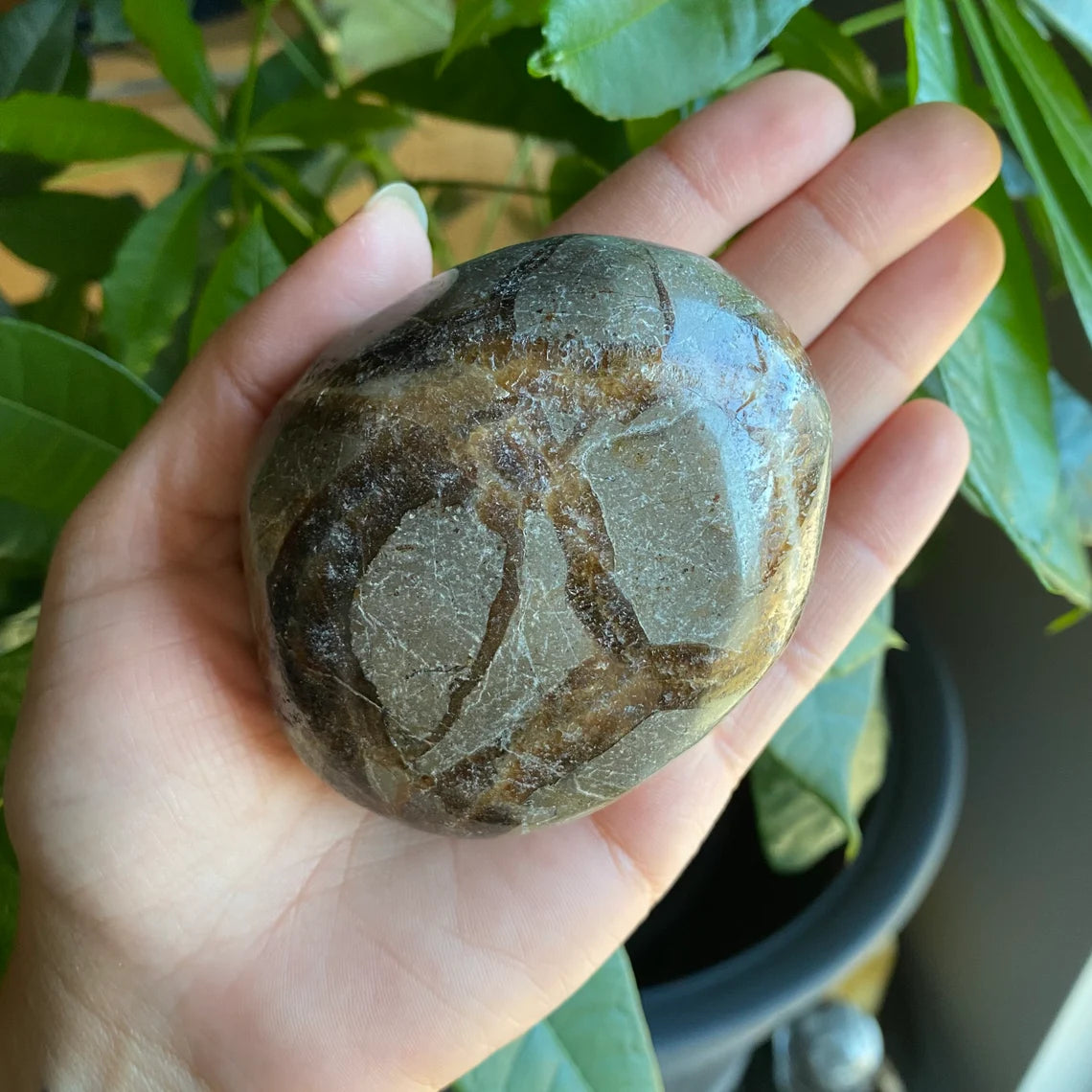 Septarian Freeform | 10 oz | 3" | Dragon Stone | Septarian Crystal | Palm Stone | SP7