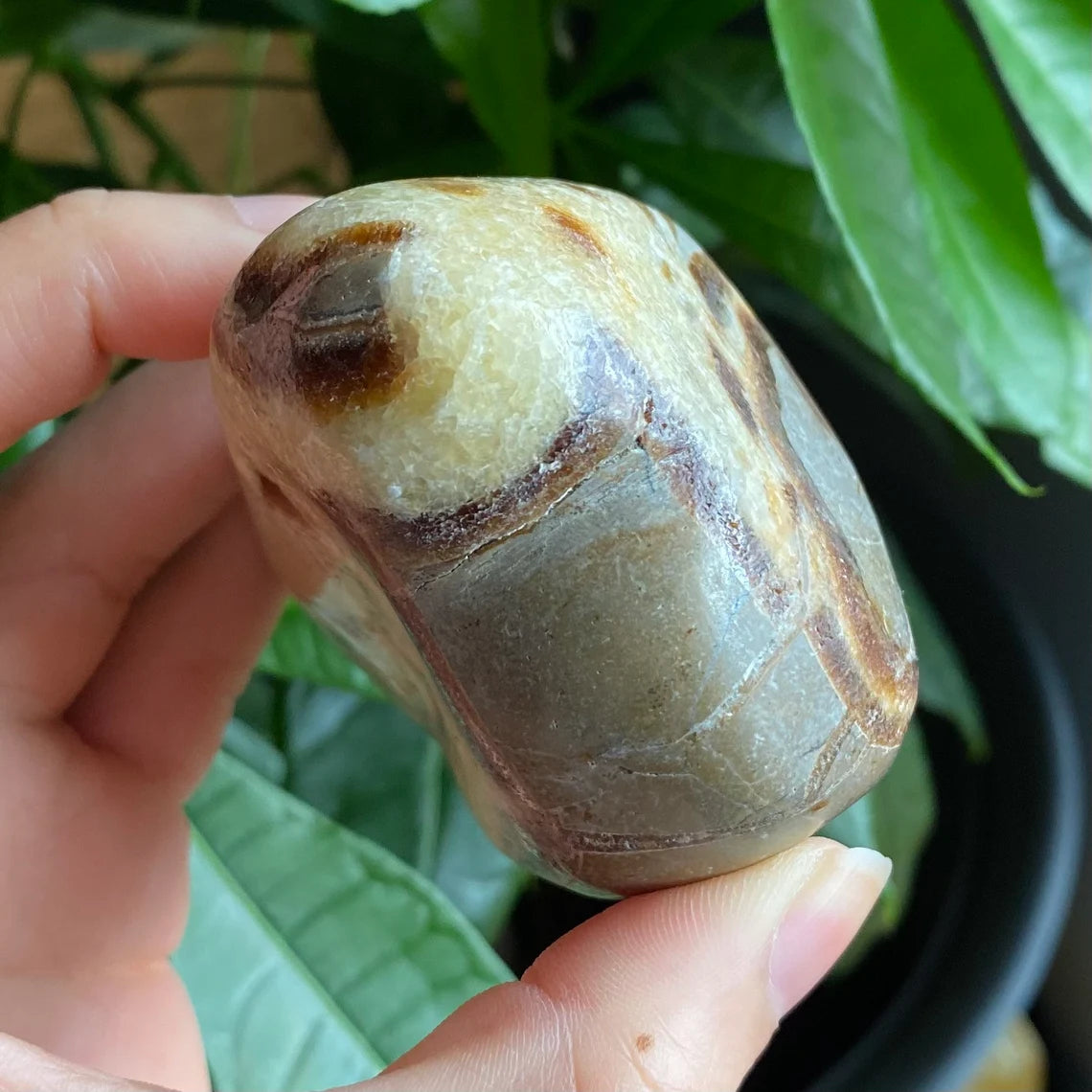 Septarian Freeform | 10.5 oz | 3.1" | Dragon Stone | Septarian Crystal | Palm Stone | SP1