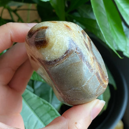 Septarian Freeform | 10.5 oz | 3.1" | Dragon Stone | Septarian Crystal | Palm Stone | SP1