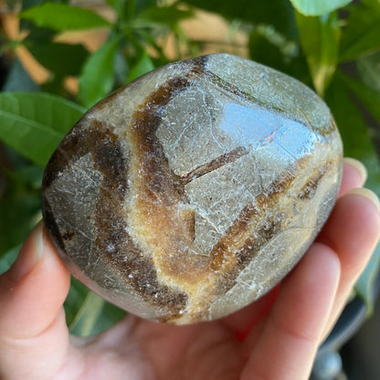 Septarian Freeform | 10 oz | 3" | Dragon Stone | Septarian Crystal | Palm Stone | SP7