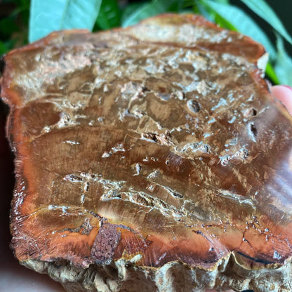 Polished Petrified Wood Slab | 1 lb 12.9 oz | 6.2" | Large Wood Slab | Natural Fossil Slab