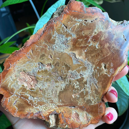 Polished Petrified Wood Slab | 1 lb 12.9 oz | 6.2" | Large Wood Slab | Natural Fossil Slab