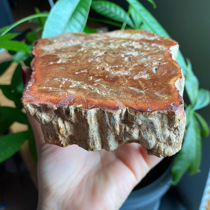 Polished Petrified Wood Slab | 1 lb 12.9 oz | 6.2" | Large Wood Slab | Natural Fossil Slab