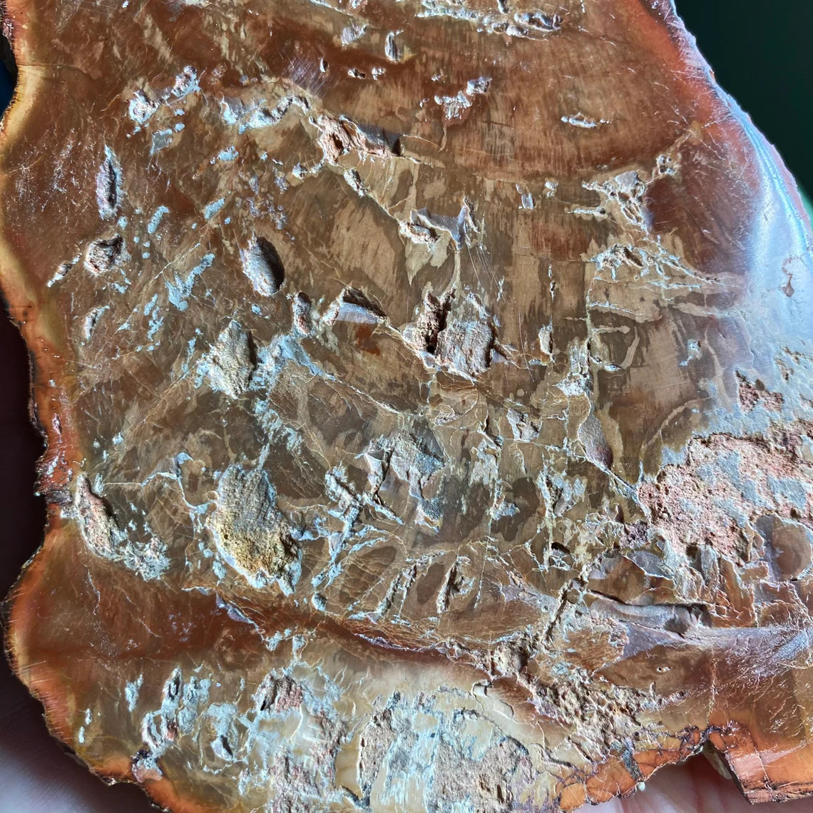 Polished Petrified Wood Slab | 1 lb 12.9 oz | 6.2" | Large Wood Slab | Natural Fossil Slab