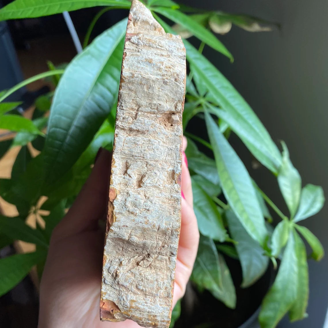 Polished Petrified Wood Slab | 1 lb 12.9 oz | 6.2" | Large Wood Slab | Natural Fossil Slab