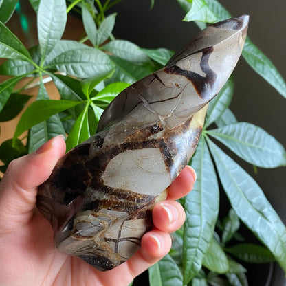 Septarian Flame | 5.7" | 15.4 oz | Dragon Stone | Septarian Crystal | Crystal Flame | Crystal Carving | SF3