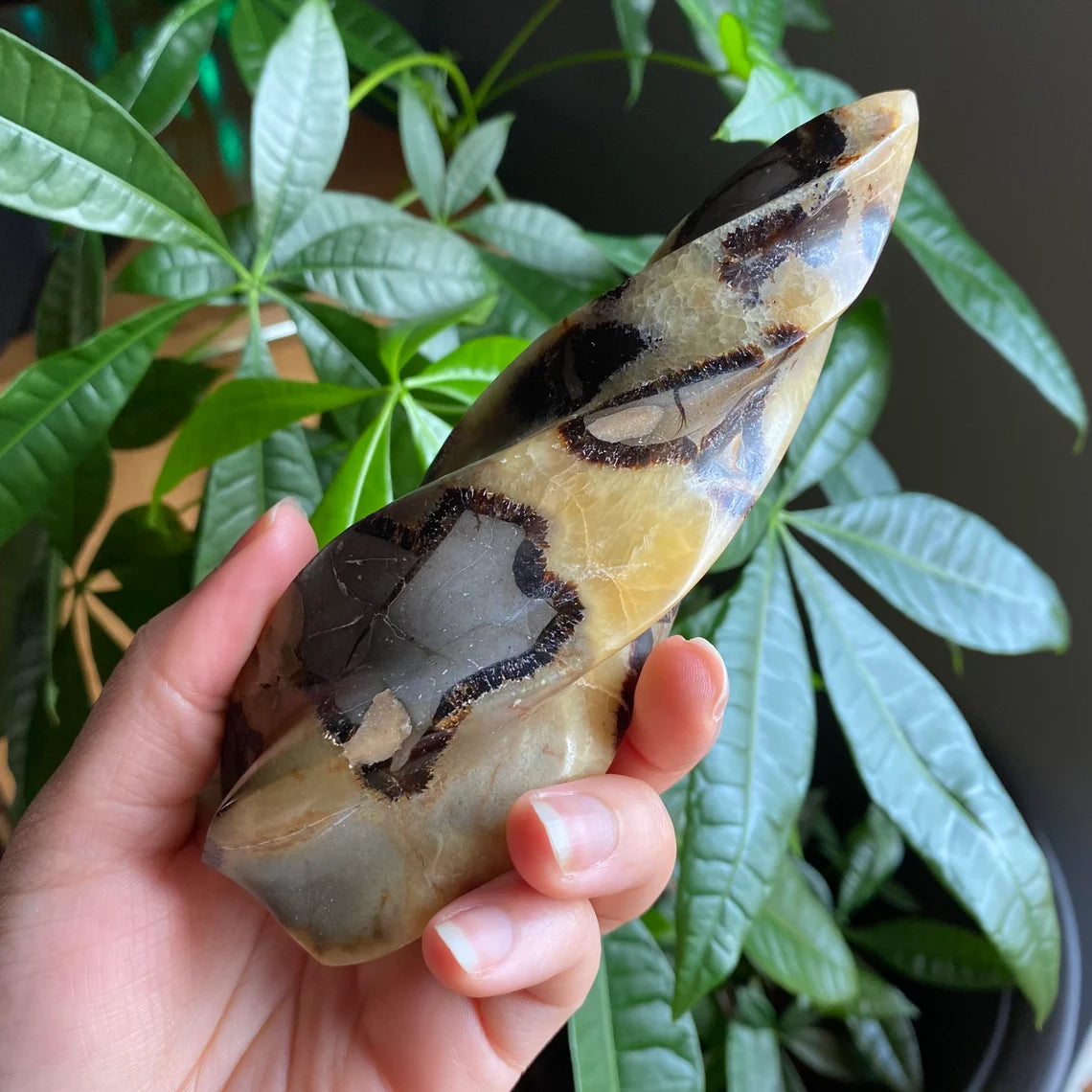 Septarian Flame | 5.7" | 12.4 oz | Dragon Stone | Septarian Crystal | Crystal Flame | Crystal Carving | SF4