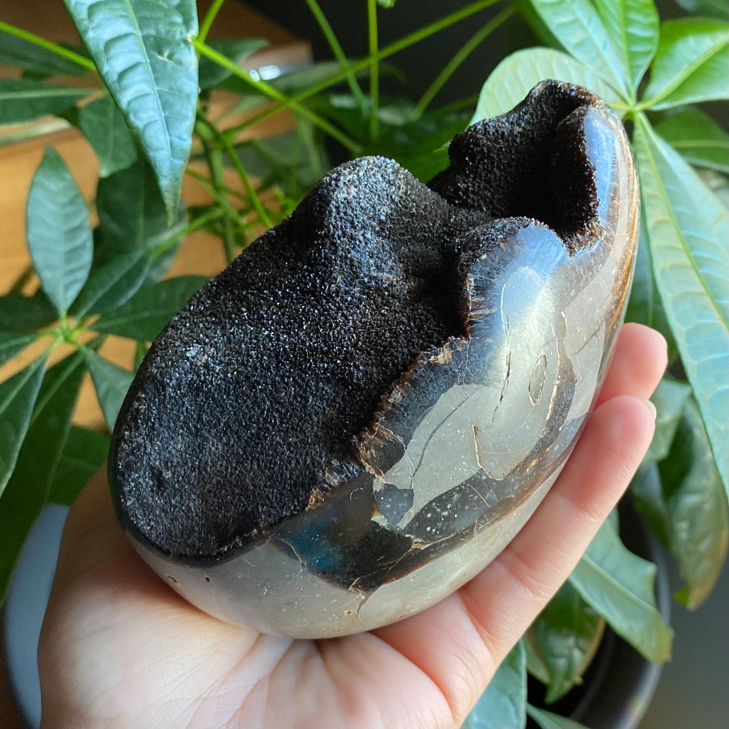 Septarian Geode Egg w/ Druzy | 1 lb 13.9 oz | 4.7" | Dragon Stone | Septarian Dragon Egg | Crystal Geode