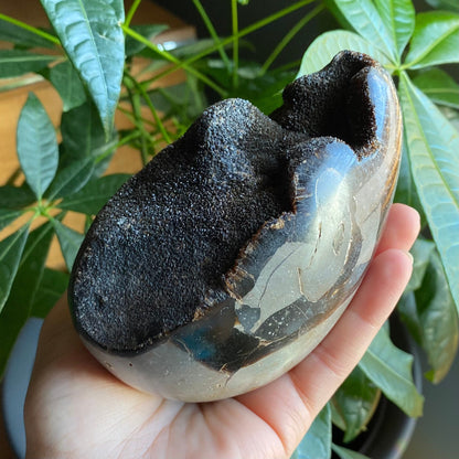 Septarian Geode Egg w/ Druzy | 1 lb 13.9 oz | 4.7" | Dragon Stone | Septarian Dragon Egg | Crystal Geode