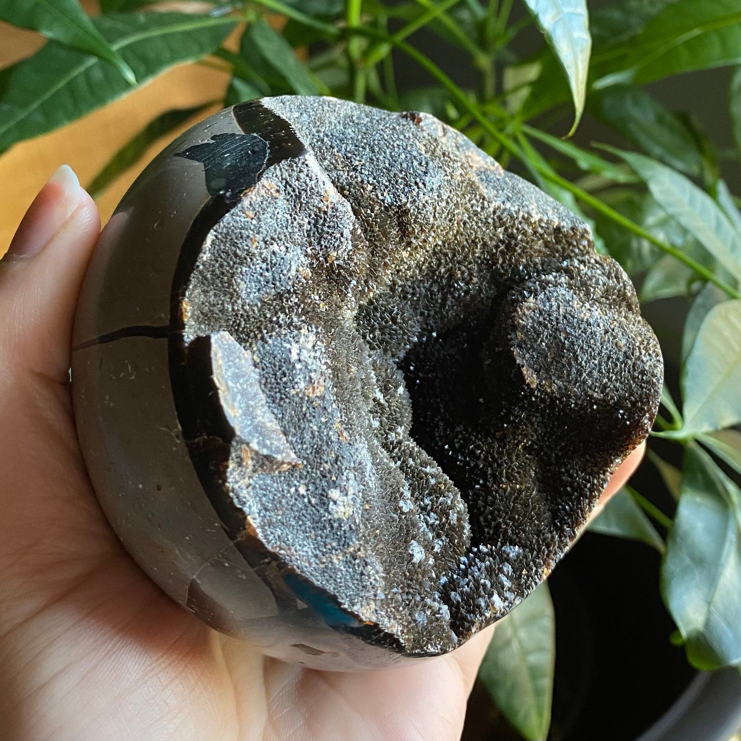 Septarian Geode Egg w/ Druzy | 1 lb 8.6 oz | 3.6" | Dragon Stone | Septarian Dragon Egg | Crystal Geode
