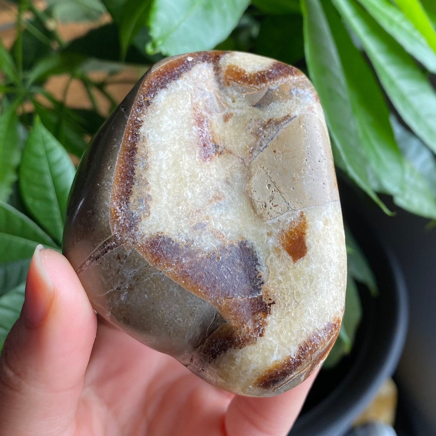 Septarian Freeform | 10.5 oz | 3.1" | Dragon Stone | Septarian Crystal | Palm Stone | SP1