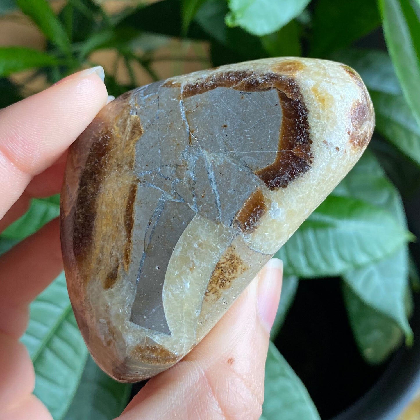 Septarian Freeform | 10.5 oz | 3.1" | Dragon Stone | Septarian Crystal | Palm Stone | SP1