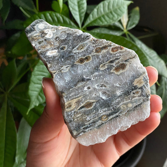 Ocean Jasper Slab | 4.3 oz | 4.2" | Jasper | Crystal Slab