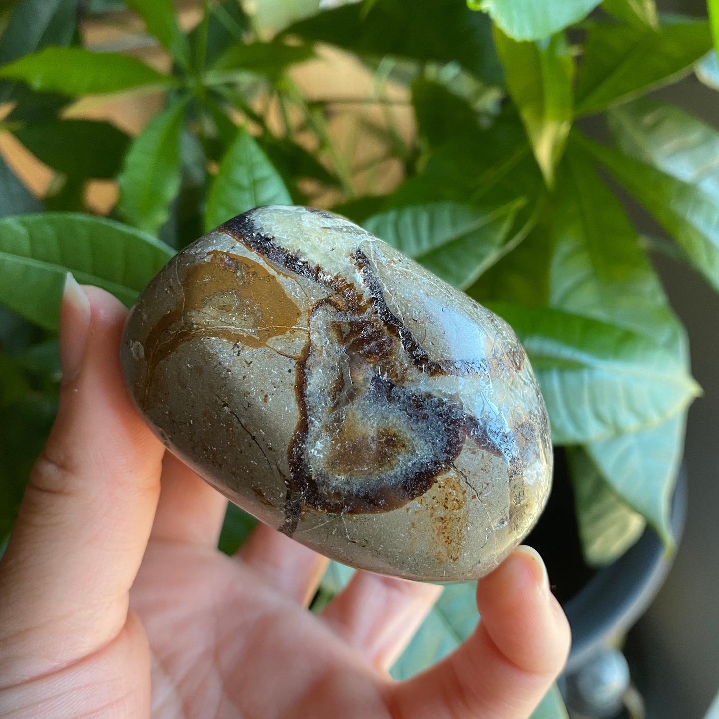 Septarian Freeform | 10.8 oz | 3" | Dragon Stone | Septarian Crystal | Palm Stone | SP5