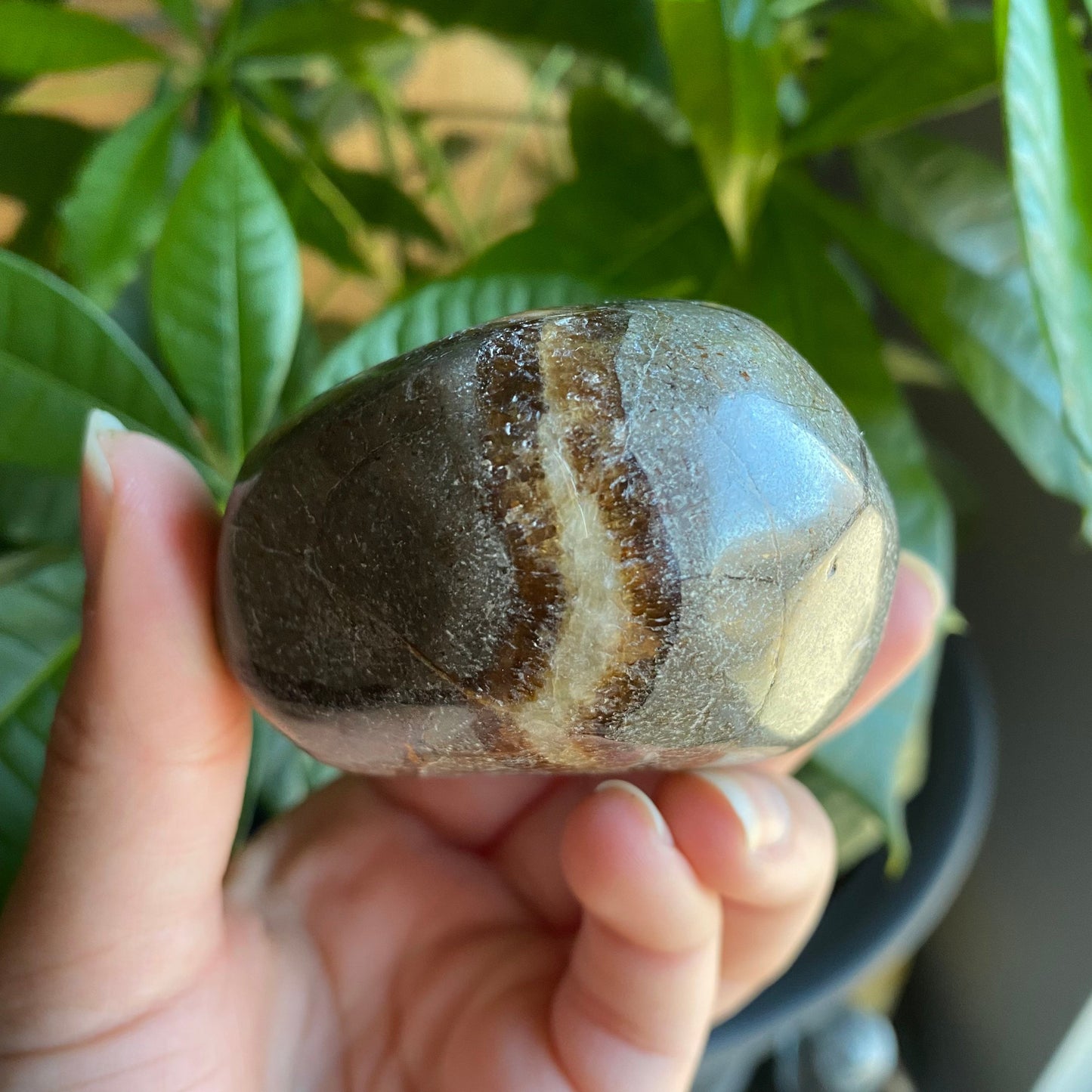 Septarian Freeform | 10 oz | 3" | Dragon Stone | Septarian Crystal | Palm Stone | SP7