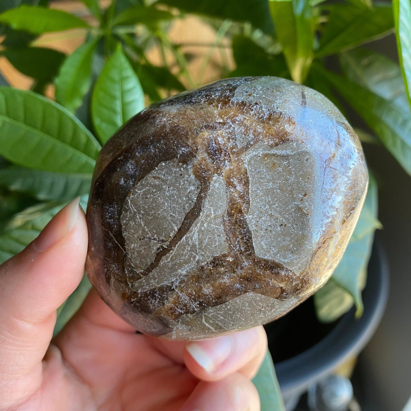 Septarian Freeform | 10 oz | 3" | Dragon Stone | Septarian Crystal | Palm Stone | SP7