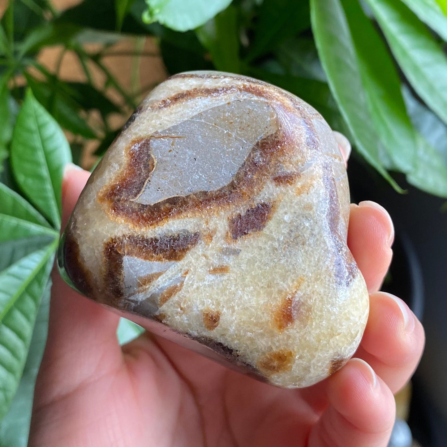 Septarian Freeform | 10.5 oz | 3.1" | Dragon Stone | Septarian Crystal | Palm Stone | SP1