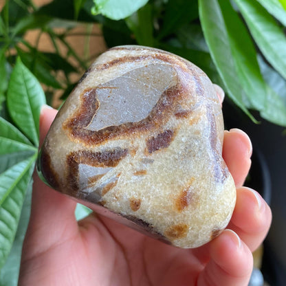 Septarian Freeform | 10.5 oz | 3.1" | Dragon Stone | Septarian Crystal | Palm Stone | SP1