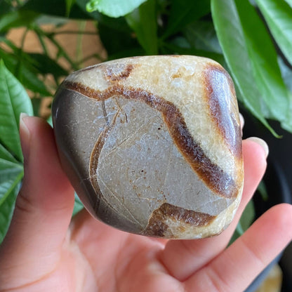 Septarian Freeform | 10.5 oz | 3.1" | Dragon Stone | Septarian Crystal | Palm Stone | SP1
