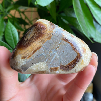 Septarian Freeform | 10.5 oz | 3.1" | Dragon Stone | Septarian Crystal | Palm Stone | SP1