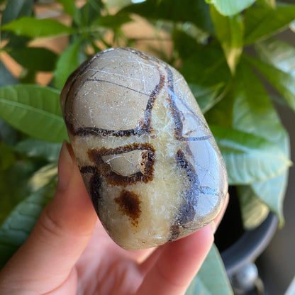 Septarian Freeform | 10.8 oz | 3" | Dragon Stone | Septarian Crystal | Palm Stone | SP5