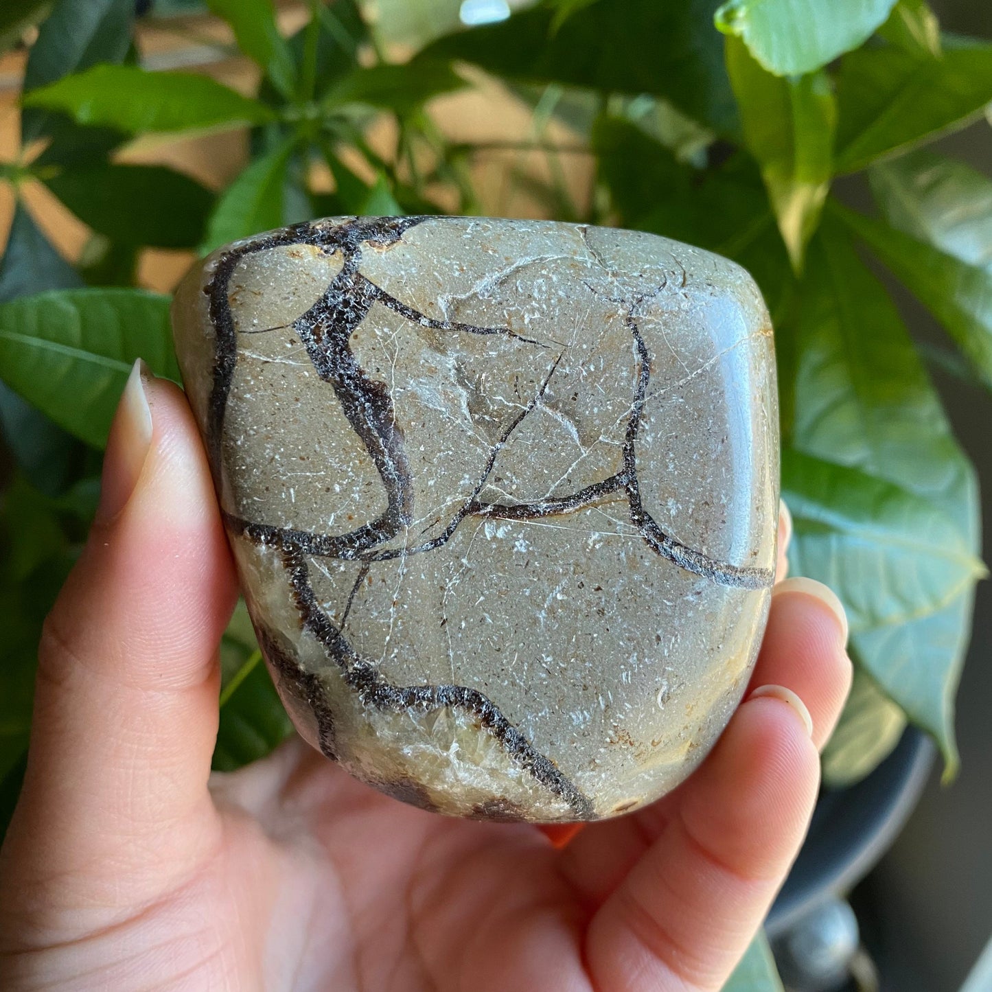 Septarian Freeform | 10.8 oz | 3" | Dragon Stone | Septarian Crystal | Palm Stone | SP5