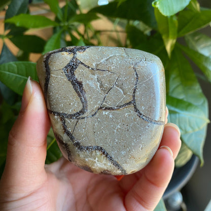 Septarian Freeform | 10.8 oz | 3" | Dragon Stone | Septarian Crystal | Palm Stone | SP5