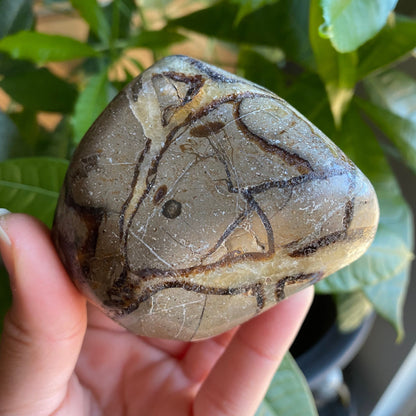 Septarian Freeform | 10.8 oz | 3" | Dragon Stone | Septarian Crystal | Palm Stone | SP5