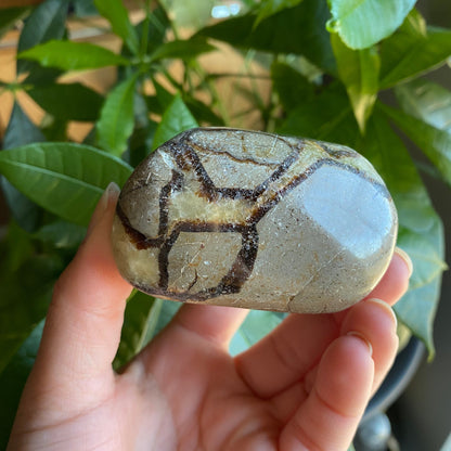 Septarian Freeform | 10.8 oz | 3" | Dragon Stone | Septarian Crystal | Palm Stone | SP5