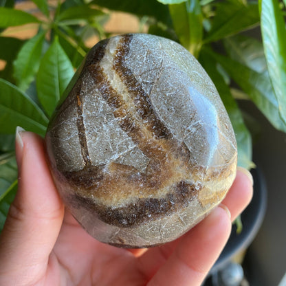 Septarian Freeform | 10 oz | 3" | Dragon Stone | Septarian Crystal | Palm Stone | SP7