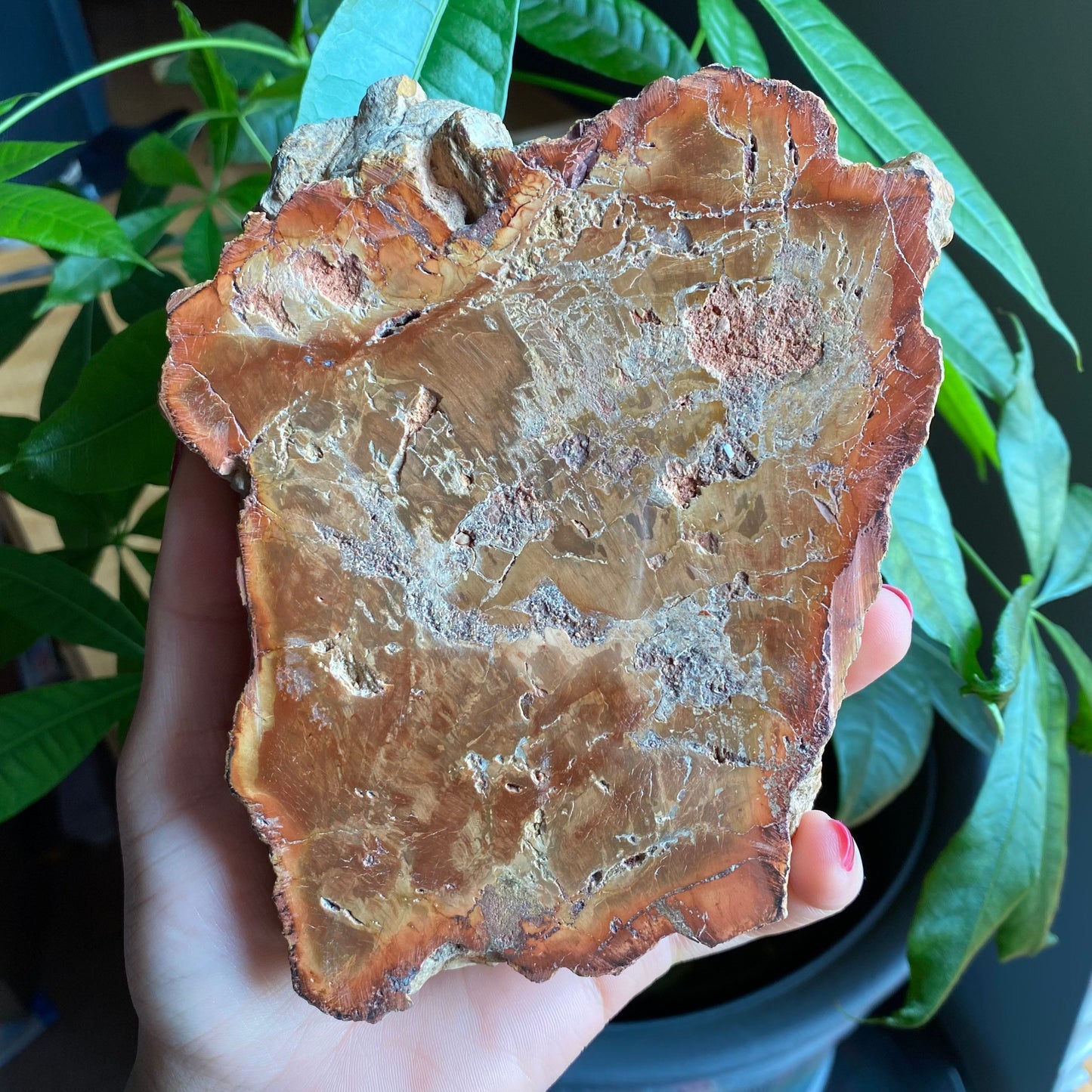 Polished Petrified Wood Slab | 1 lb 12.9 oz | 6.2" | Large Wood Slab | Natural Fossil Slab