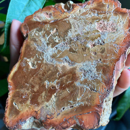 Polished Petrified Wood Slab | 1 lb 12.9 oz | 6.2" | Large Wood Slab | Natural Fossil Slab