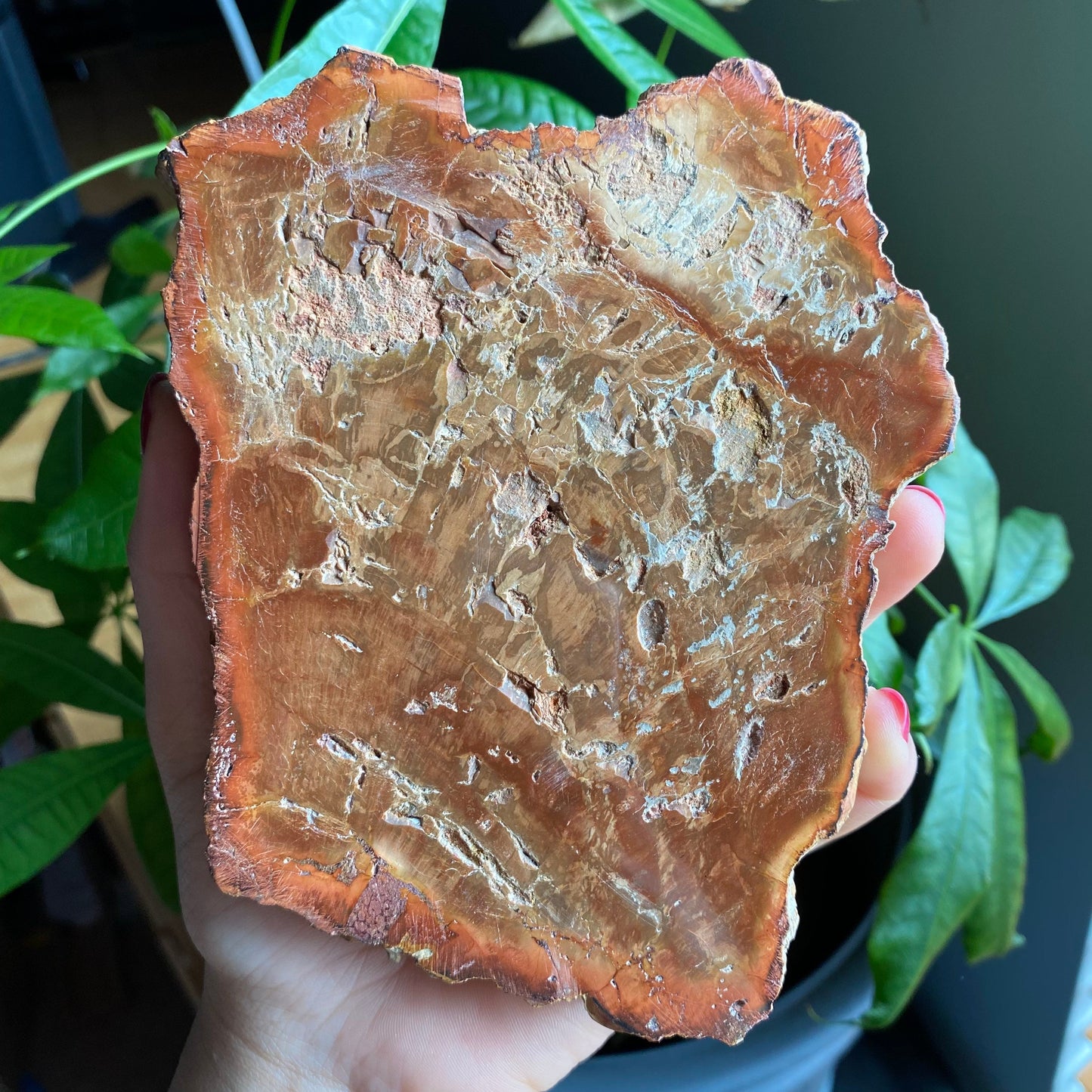 Polished Petrified Wood Slab | 1 lb 12.9 oz | 6.2" | Large Wood Slab | Natural Fossil Slab