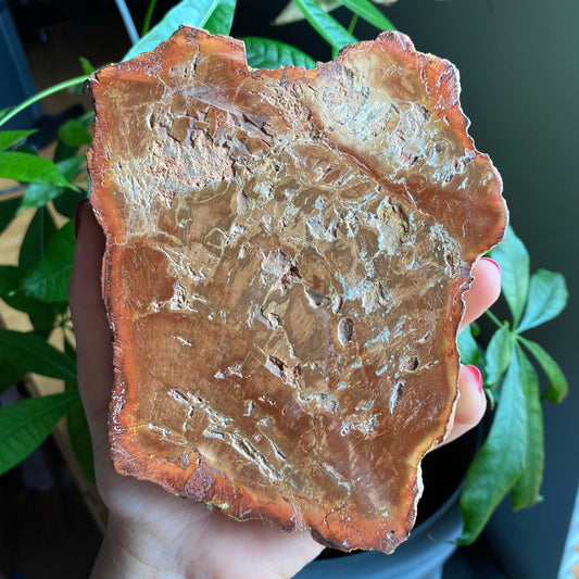 Polished Petrified Wood Slab | 1 lb 12.9 oz | 6.2" | Large Wood Slab | Natural Fossil Slab