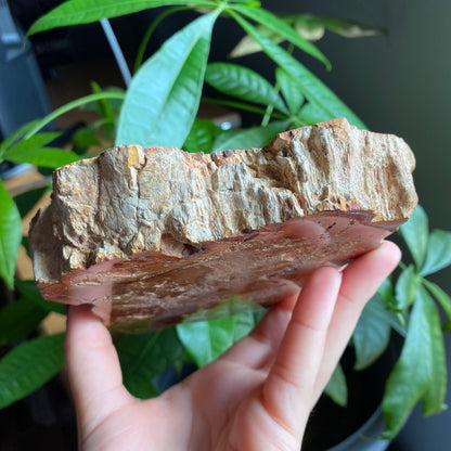 Polished Petrified Wood Slab | 1 lb 12.9 oz | 6.2" | Large Wood Slab | Natural Fossil Slab