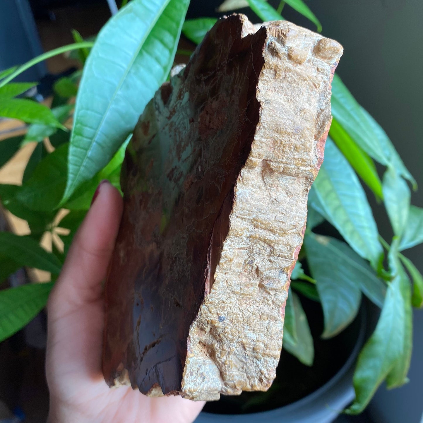 Polished Petrified Wood Slab | 1 lb 12.9 oz | 6.2" | Large Wood Slab | Natural Fossil Slab