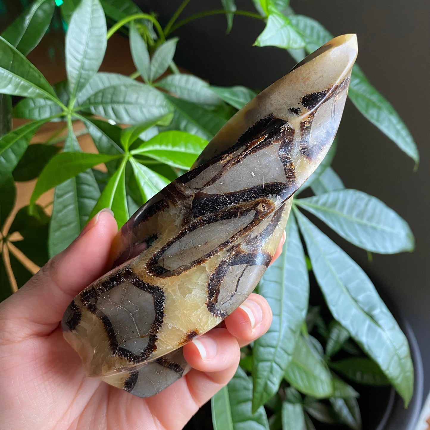 Septarian Flame | 5.7" | 12.4 oz | Dragon Stone | Septarian Crystal | Crystal Flame | Crystal Carving | SF4