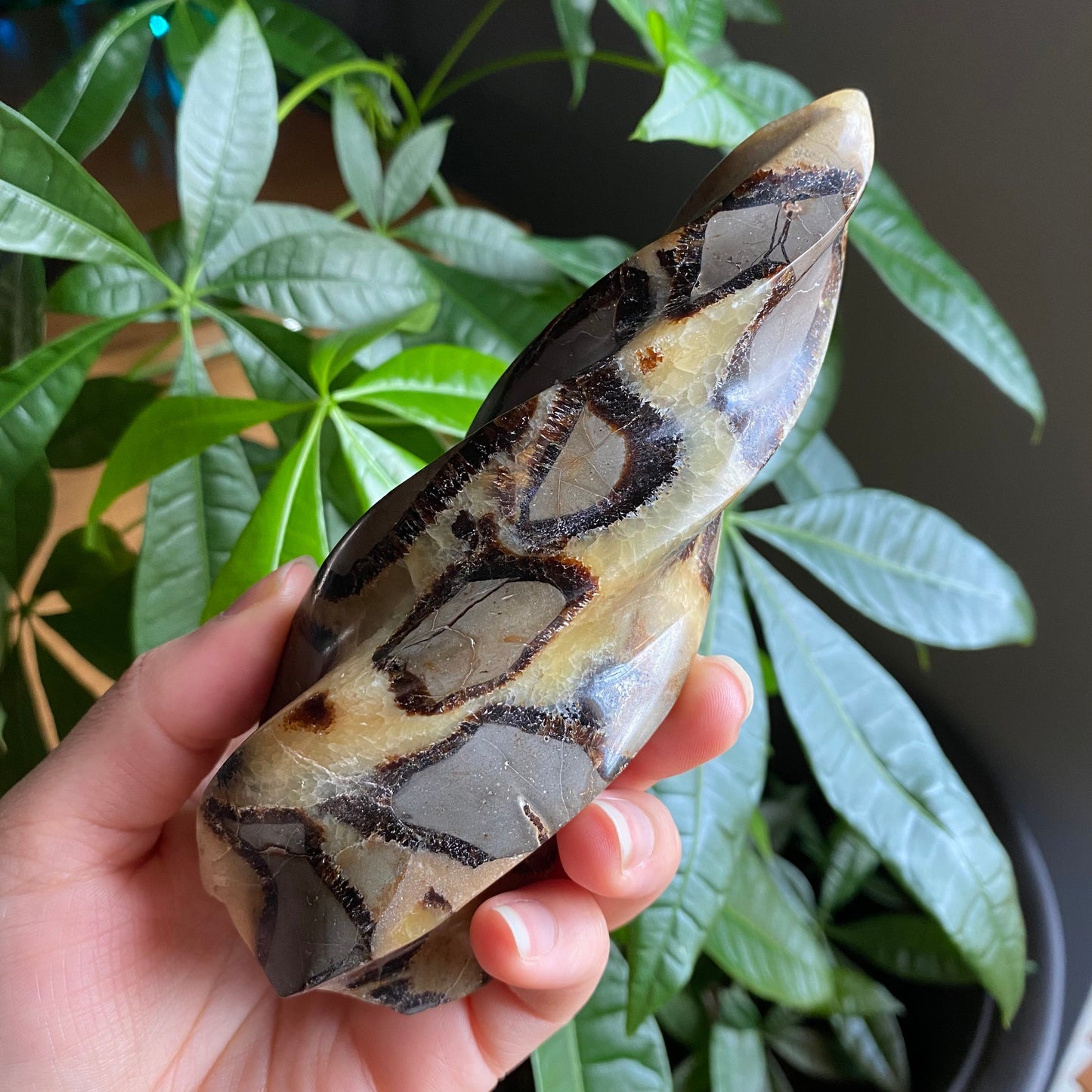 Septarian Flame | 5.7" | 12.4 oz | Dragon Stone | Septarian Crystal | Crystal Flame | Crystal Carving | SF4