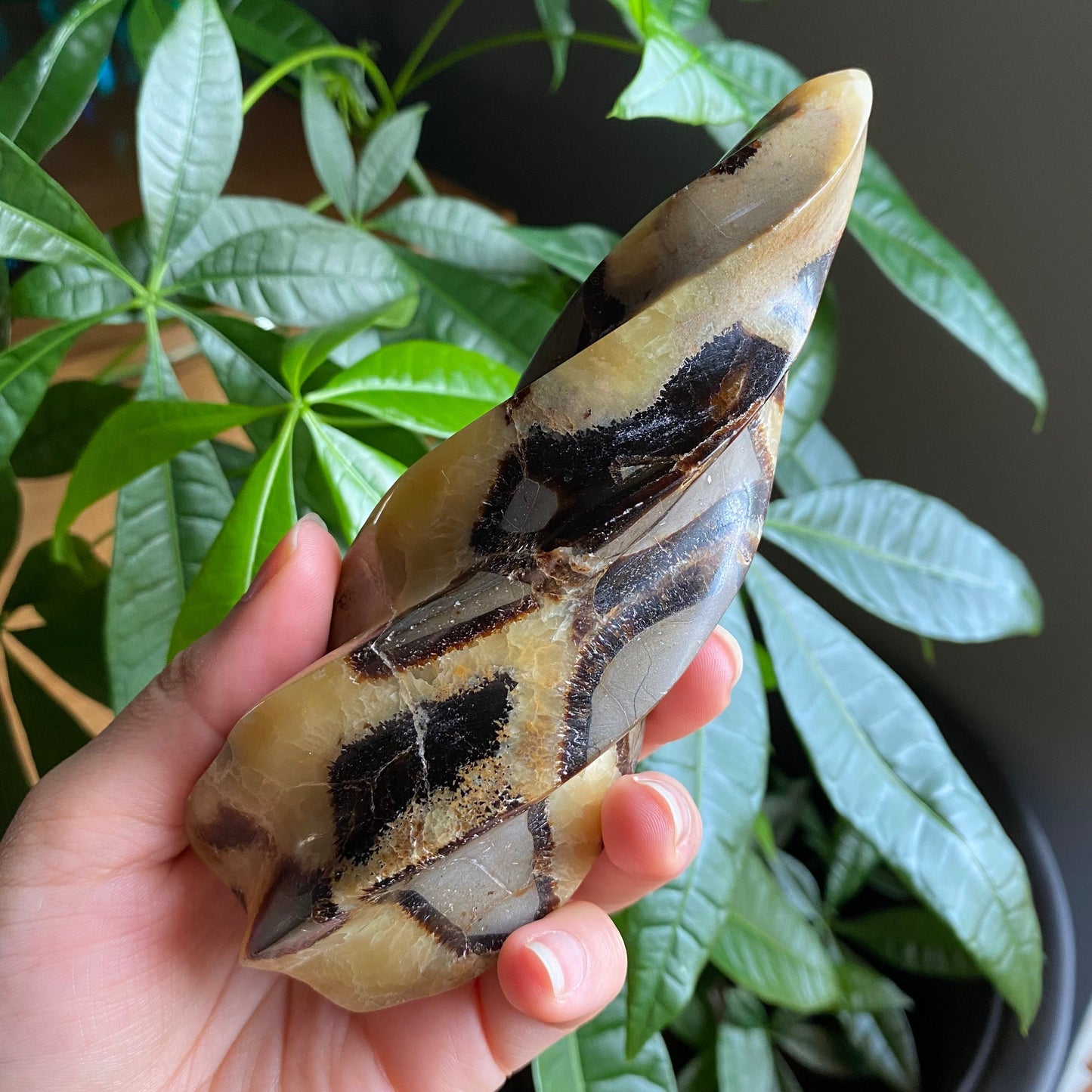 Septarian Flame | 5.7" | 12.4 oz | Dragon Stone | Septarian Crystal | Crystal Flame | Crystal Carving | SF4