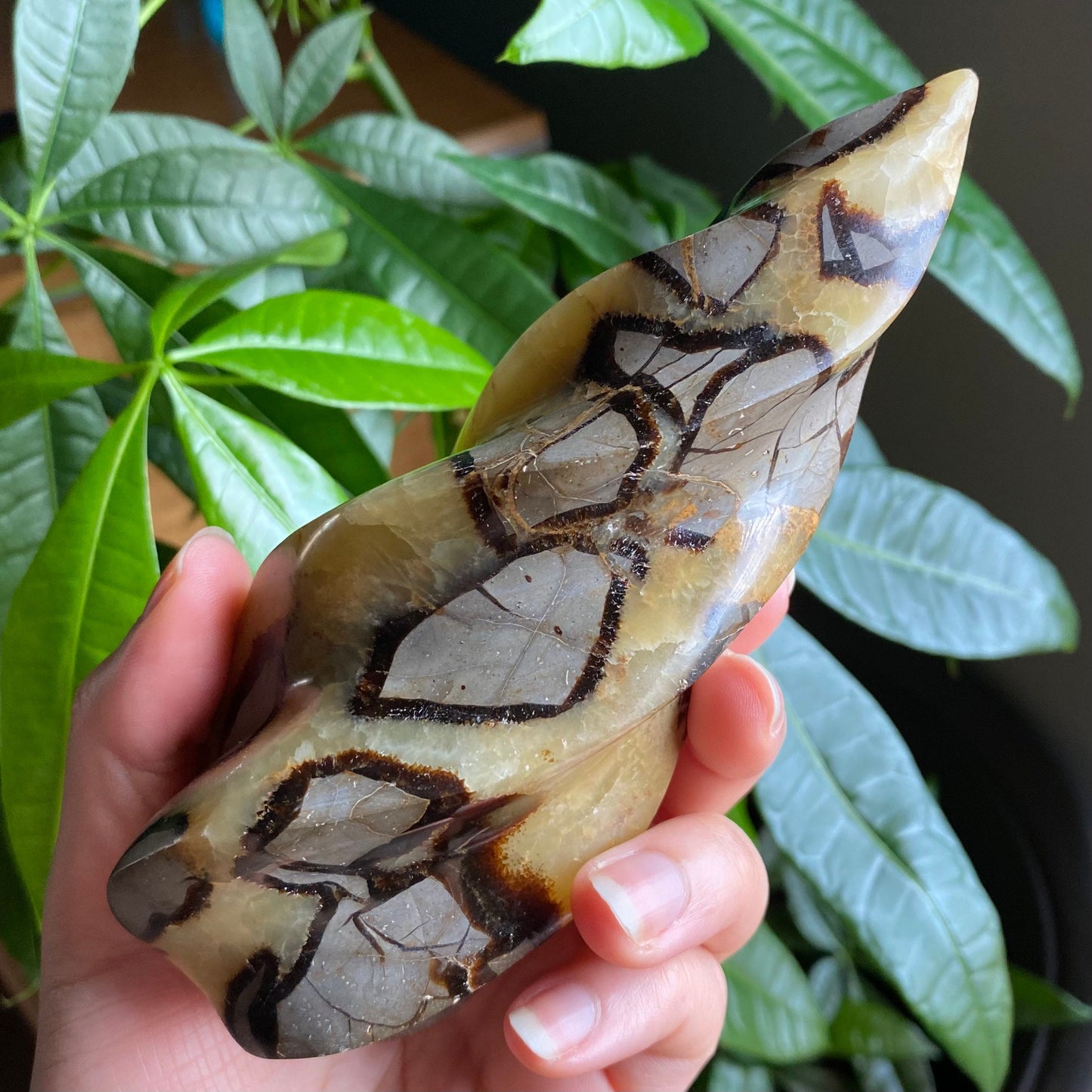 Septarian Flame | 5.7" | 15.9 oz | Dragon Stone | Septarian Crystal | Crystal Flame | Crystal Carving | SF2