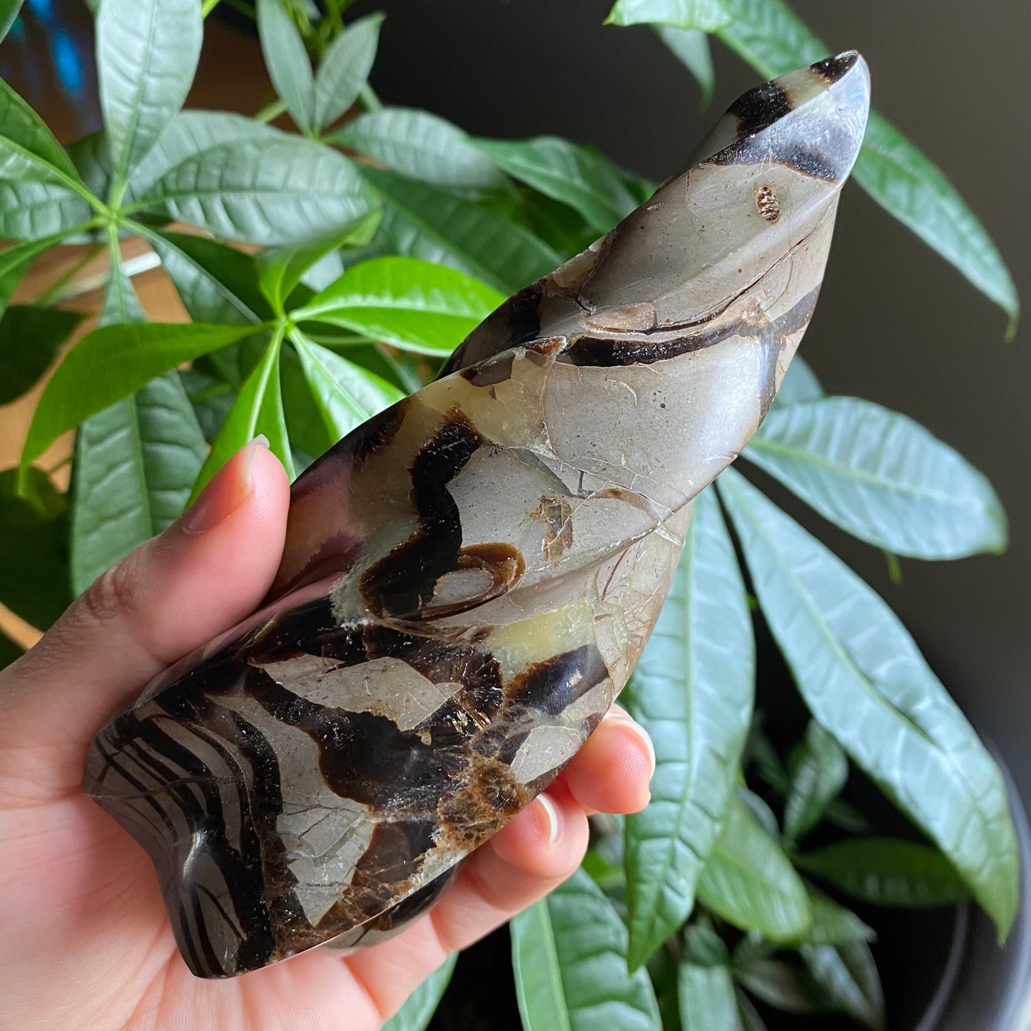 Septarian Flame | 5.7" | 15.4 oz | Dragon Stone | Septarian Crystal | Crystal Flame | Crystal Carving | SF3