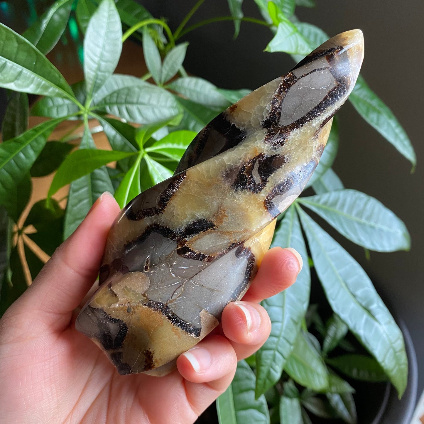 Septarian Flame | 5.7" | 12.4 oz | Dragon Stone | Septarian Crystal | Crystal Flame | Crystal Carving | SF4